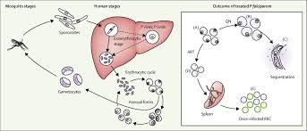 Attēlu rezultāti vaicājumam “Dianema depressum plasmodium”