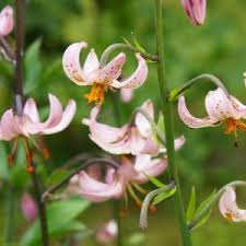 Image result for Lilium martagon Alba