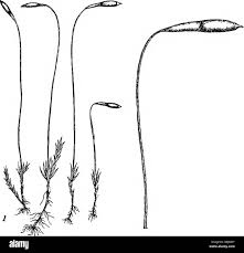 Attēlu rezultāti vaicājumam “Pohlia elongata”