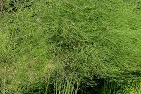 Attēlu rezultāti vaicājumam “Asparagus officinalis”