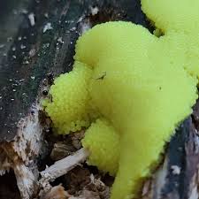 Attēlu rezultāti vaicājumam “Stemonitis flavogenita spores”