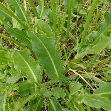Attēlu rezultāti vaicājumam “Rumex thyrsiflorus”