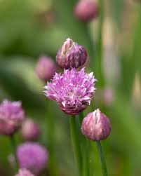 Attēlu rezultāti vaicājumam “Allium holandicum bud”