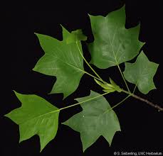 Attēlu rezultāti vaicājumam “Liriodendron tulipifera leaf”