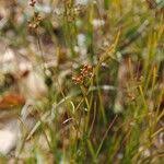 Attēlu rezultāti vaicājumam “Juncus compressus fruit”