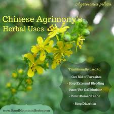 Attēlu rezultāti vaicājumam “Agrimonia pilosa flower”