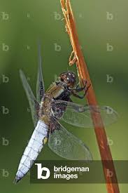 Attēlu rezultāti vaicājumam “Libellula depressa male”