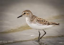 Image result for Calidris pusilla