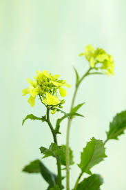 Attēlu rezultāti vaicājumam “Sinapis arvensis”