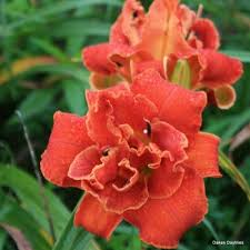 Image result for Hemerocallis `Moses Fire`