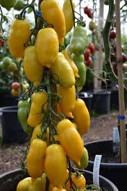 Afbeeldingsresultaat voor banana legs tomato