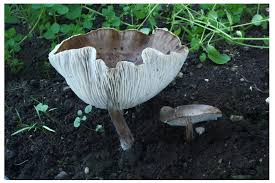 Image result for Melanoleuca rasilis var. pseudoluscina