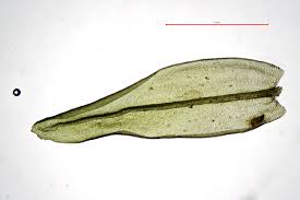 Attēlu rezultāti vaicājumam “Orthotrichum cupulatum var. riparium sporophyte”