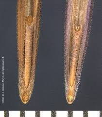 Attēlu rezultāti vaicājumam “Diderma roanense stalked”