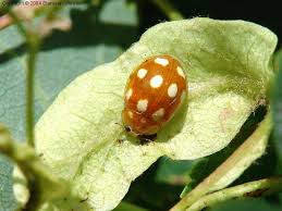 Attēlu rezultāti vaicājumam “Calvia decemguttata”