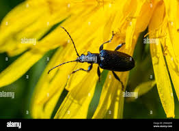 Attēlu rezultāti vaicājumam “Lamproderma violaceum”