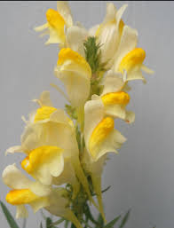 Image result for Linaria vulgaris