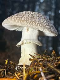 Attēlu rezultāti vaicājumam “Amanita excelsa”