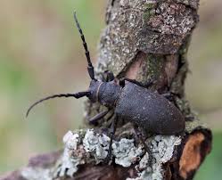 Attēlu rezultāti vaicājumam “Lamia textor”