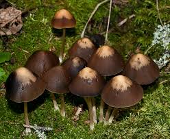 Attēlu rezultāti vaicājumam “Psathyrella sp.”