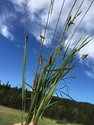 Attēlu rezultāti vaicājumam “Entomophaga grylli”