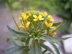 Attēlu rezultāti vaicājumam “Erysimum cheiranthoides leaf”