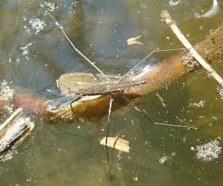 Attēlu rezultāti vaicājumam “Aquarius najas”