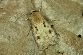 Attēlu rezultāti vaicājumam “Agrotis exclamationis”