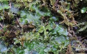 Attēlu rezultāti vaicājumam “Moerckia hibernica”