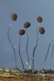 Attēlu rezultāti vaicājumam “Comatricha alta macro”