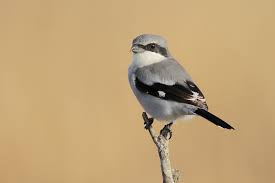 Attēlu rezultāti vaicājumam “Laniidae”
