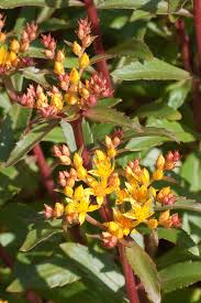 Attēlu rezultāti vaicājumam “Sedum aizoon leaf”
