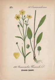 Attēlu rezultāti vaicājumam “Ranunculus flammula”