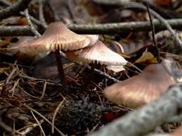 Attēlu rezultāti vaicājumam “Mycena zephirus”