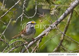 Image result for Zonotrichia albicollis