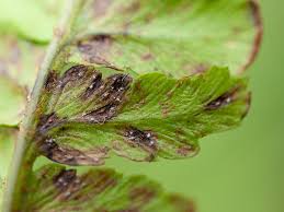 Attēlu rezultāti vaicājumam “Milesina murariae”