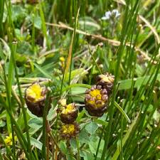 Attēlu rezultāti vaicājumam “Trifolium spadiceum fruit”