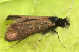 Attēlu rezultāti vaicājumam “Adela cuprella”