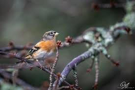 Attēlu rezultāti vaicājumam “Fringilla montifringilla”