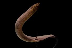 Attēlu rezultāti vaicājumam “Lophozia longidens”