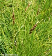 Attēlu rezultāti vaicājumam “Carex appropinquata”