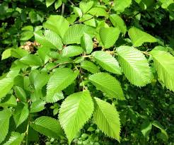 Attēlu rezultāti vaicājumam “Ulmus x hollandica leaf”