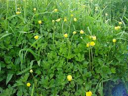 Attēlu rezultāti vaicājumam “Ranunculus repens leaf”