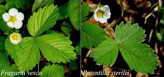Attēlu rezultāti vaicājumam “Fragaria vesca leaf”