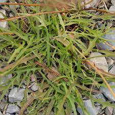 Attēlu rezultāti vaicājumam “Leontodon autumnalis”