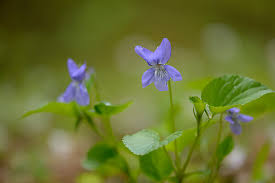 Attēlu rezultāti vaicājumam “Viola reichenbachiana flower”