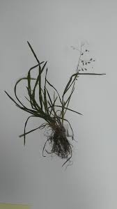 Attēlu rezultāti vaicājumam “Festuca altissima flower”