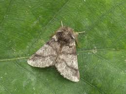 Attēlu rezultāti vaicājumam “Notodontidae”