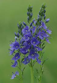 Image result for Veronica teucrium