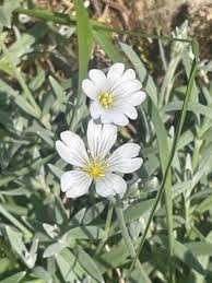 Image result for cerastium tomentosum